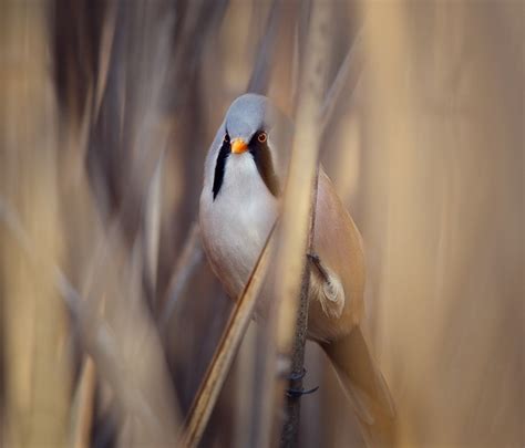 Мустакат синигер (Panurus biarmicus) | Author Ekaterina Staromanova ...
