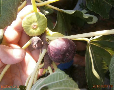 Смокинята-колкото вкусна,толкова и полезна - Page 22 - Форум HobbyKafe.com