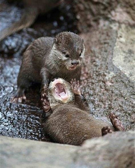 funny animal otter 9