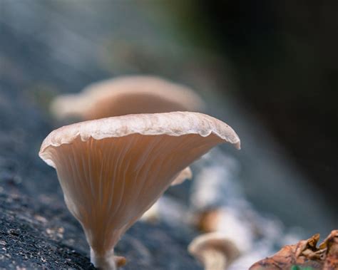2,000+ Free Fungi & Nature Images - Pixabay