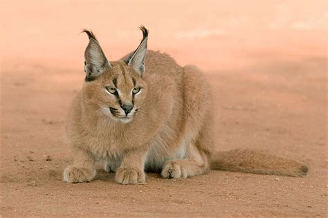 Karakal | Karakal, Wildkatzen, Wilde katzen
