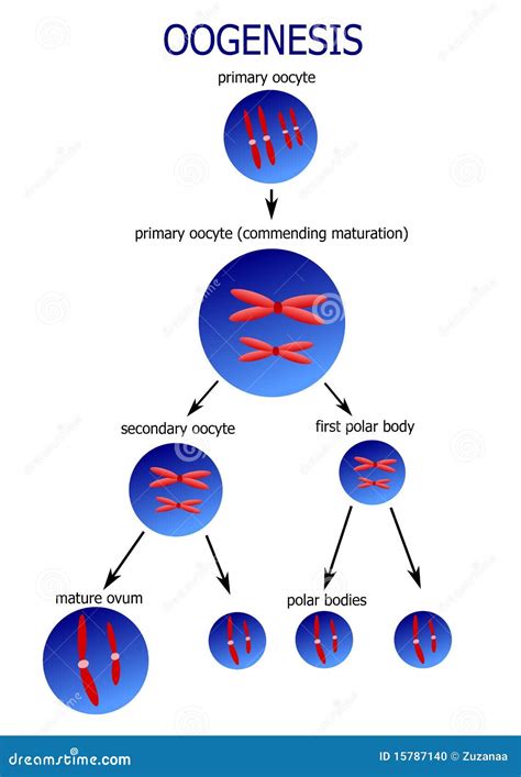 Oogenesis Cartoons, Illustrations & Vector Stock Images - 34 Pictures ...