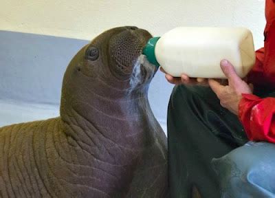 Baby Blubber: Orphaned Walrus Finds Solace With His Loving Keepers ...