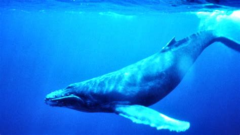 Whale - Spirit Animal Totems and Messages