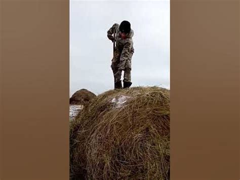 тюк сена - YouTube
