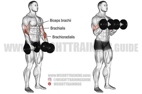 Dumbbell reverse curl instructions and video | Weight Training Guide