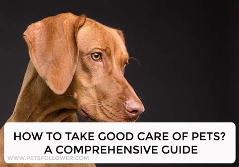 How To Take Good Care Of Pets? A Comprehensive Guide