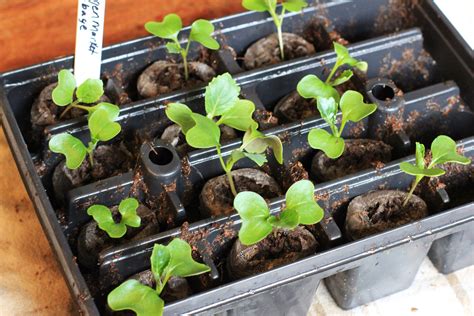 How to Grow Your Own Food: Repotting & Thinning Seedlings - One Hundred