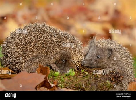 Comical hedgehog hi-res stock photography and images - Alamy