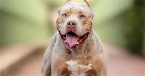american xl bully dog   banned  uk  string  attacks yorkshirelive