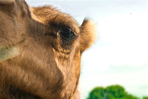 Camel Nature Head - Free photo on Pixabay - Pixabay