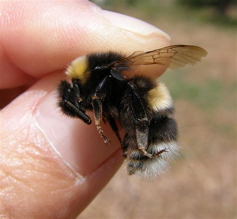 Bombus cryptarum | BWARS