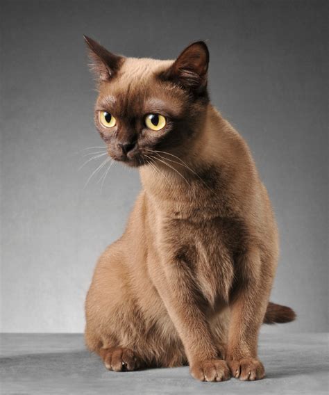 Burmese Cat Breed - Characteristics, Colors, & Personality