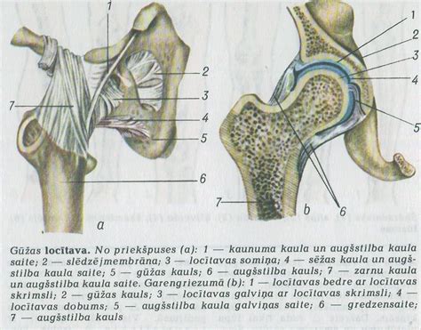 LOCĪTAVA | Medicīnas termins
