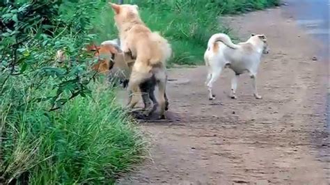 animal mating   facebook