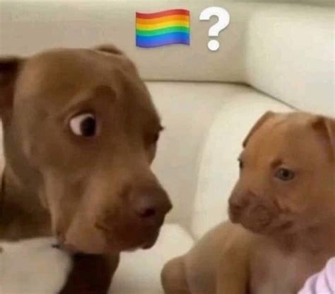meme pride flag question mark   meme