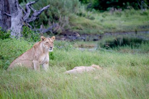 Female Lion Sitting Next To Sleeping Male. Stock Photo - Image of king ...