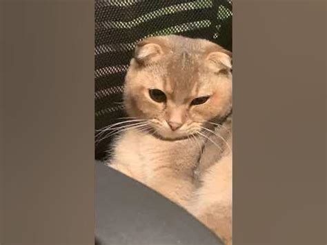 «НАС И ЗДЕСЬ НЕПЛОХО КОРМЯТ «😄😻 - YouTube