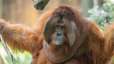 Orangutan - The Houston Zoo