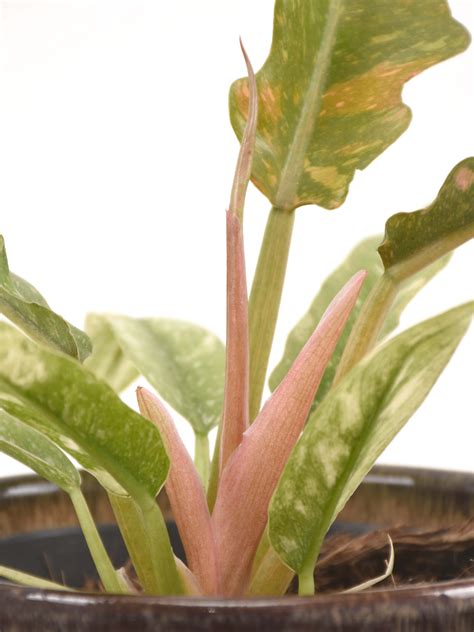 Philodendron Ring of Fire, kaufen beim Palmenmann