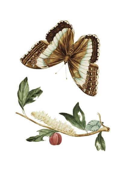 Butterfly Caterpillar Vintage Art Free Stock Photo - Public Domain Pictures