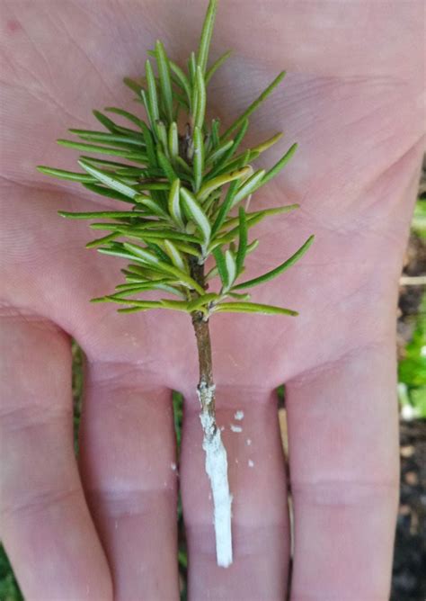 How to Propagate Rosemary From Cuttings (With Photos) – Gardener Report