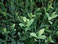 Category:Cytisus decumbens - Wikimedia Commons