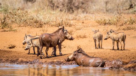 warthogs facts diet habitat threats conservation ifaw