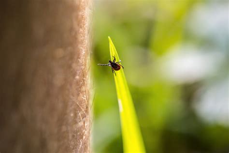 9 Summer Tick Prevention Tips - Lyme Mexico Clinic