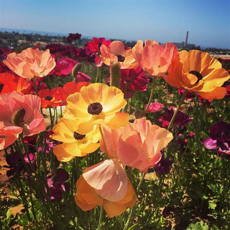 Butterfly Ranunculus Field of Colorful Flowers
