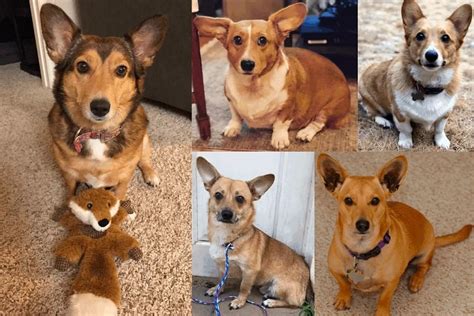 What Is A Dorgi? Meet The Breed Created By Queen Elizabeth II PetsRadar ...
