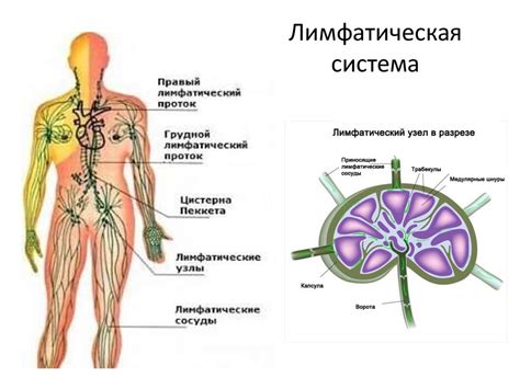 Физиология кровообращения - презентация онлайн