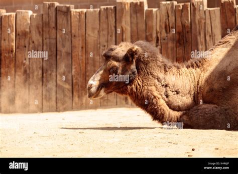 Bactrian camel Camelus bactrianus has two humps and can go months ...