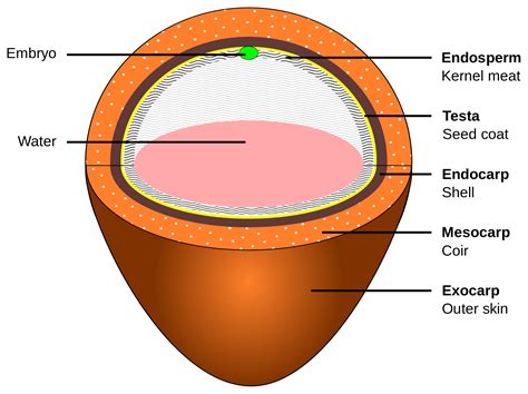 How Does Coconut Reproduce