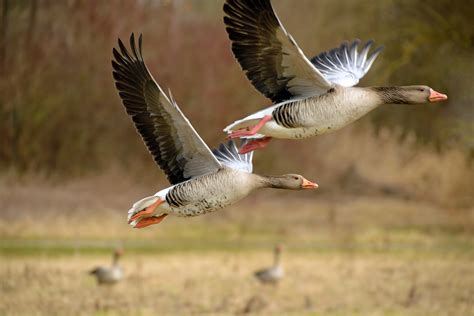 der luft foto bild tiere wildlife wild lebende voegel bilder