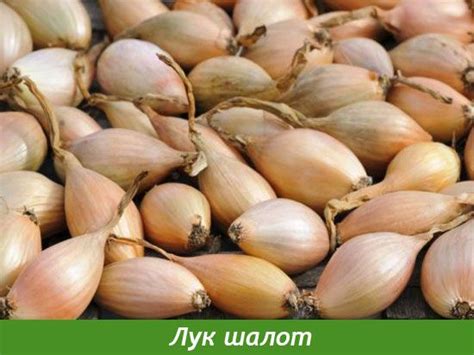Выращивание семейного лука. Хитрости на грядке | Севооборот, Лук-шалот, Лук