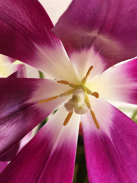 Tulip Flower. Tulip Flower Close Up Stock Image - Image of autumn ...