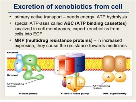 Xenobiotics