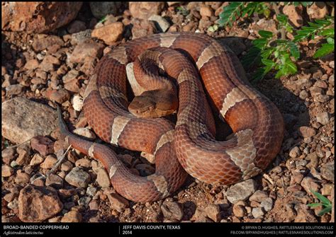 Broad Banded Copperhead - Field Herper