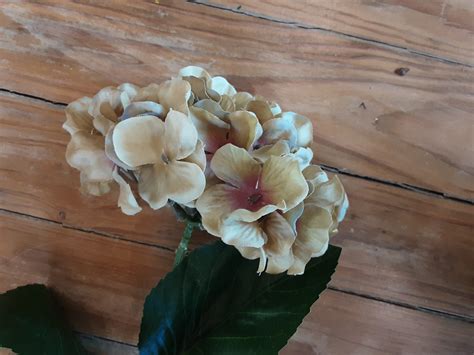 Hydrangea Stem – Back-En-Thyme