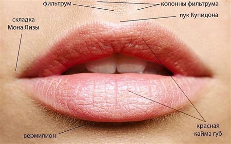 Контур губ в фотошопе