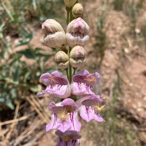 Penstemon, Palmer's Scented aka. aka Beardtongue (Penstemon palmeri) – Grit