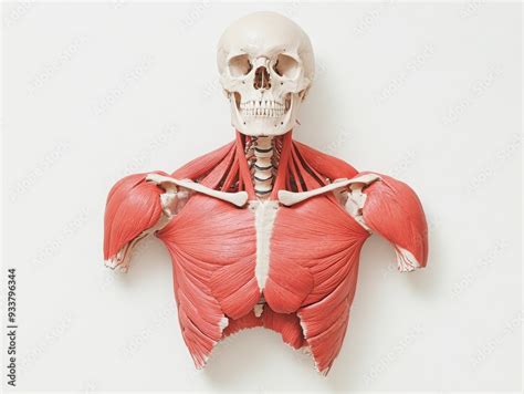 cross section view   human torso displaying muscle groups