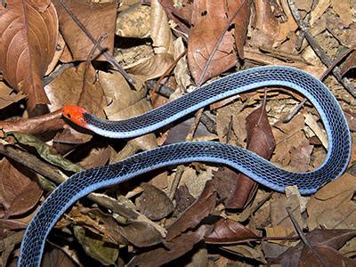 blue malayan coral snake calliophis bivirgatus