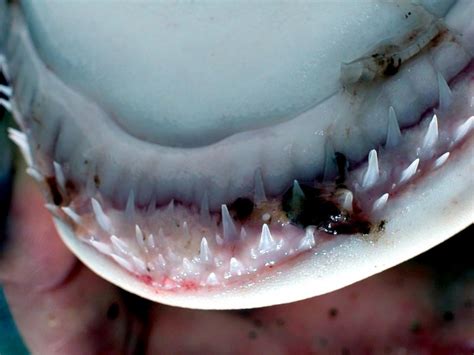 Whitetip Reef Shark – "OCEAN TREASURES" Memorial Library