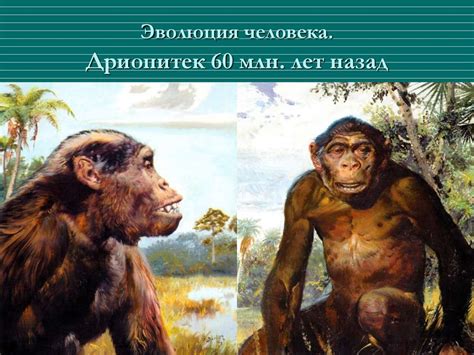 Эволюция человека. Дриопитек 60 млн. лет назад - презентация онлайн