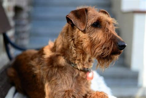Medium Sized Dogs That Don't Shed | Non Shedding Medium Dog Breeds