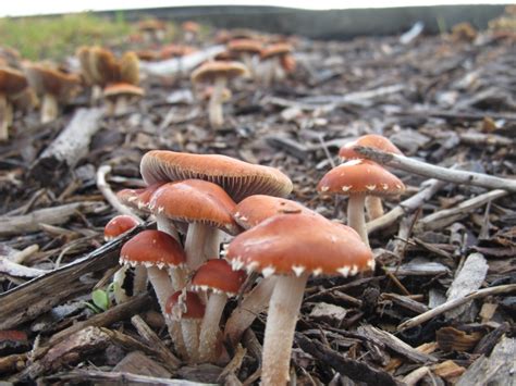 giantmetalrobot fungi