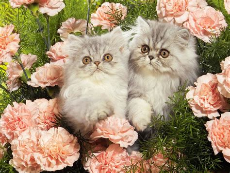 Картинки для телефона красивые котята