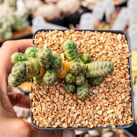 Crassula barklyi - Rattlesnake Tail | One & Only | A – Vivid Root